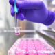 Close-up of a scientist's hand, wearing a purple glove, using tweezers to handle a small transparent container filled with a pink liquid. The container is being placed into a tray that holds several other similar containers, all filled with the same pink liquid. This scene is likely taking place in a controlled laboratory environment, indicating precision and care in scientific research or experimentation, possibly involving cell cultures or chemical analysis.