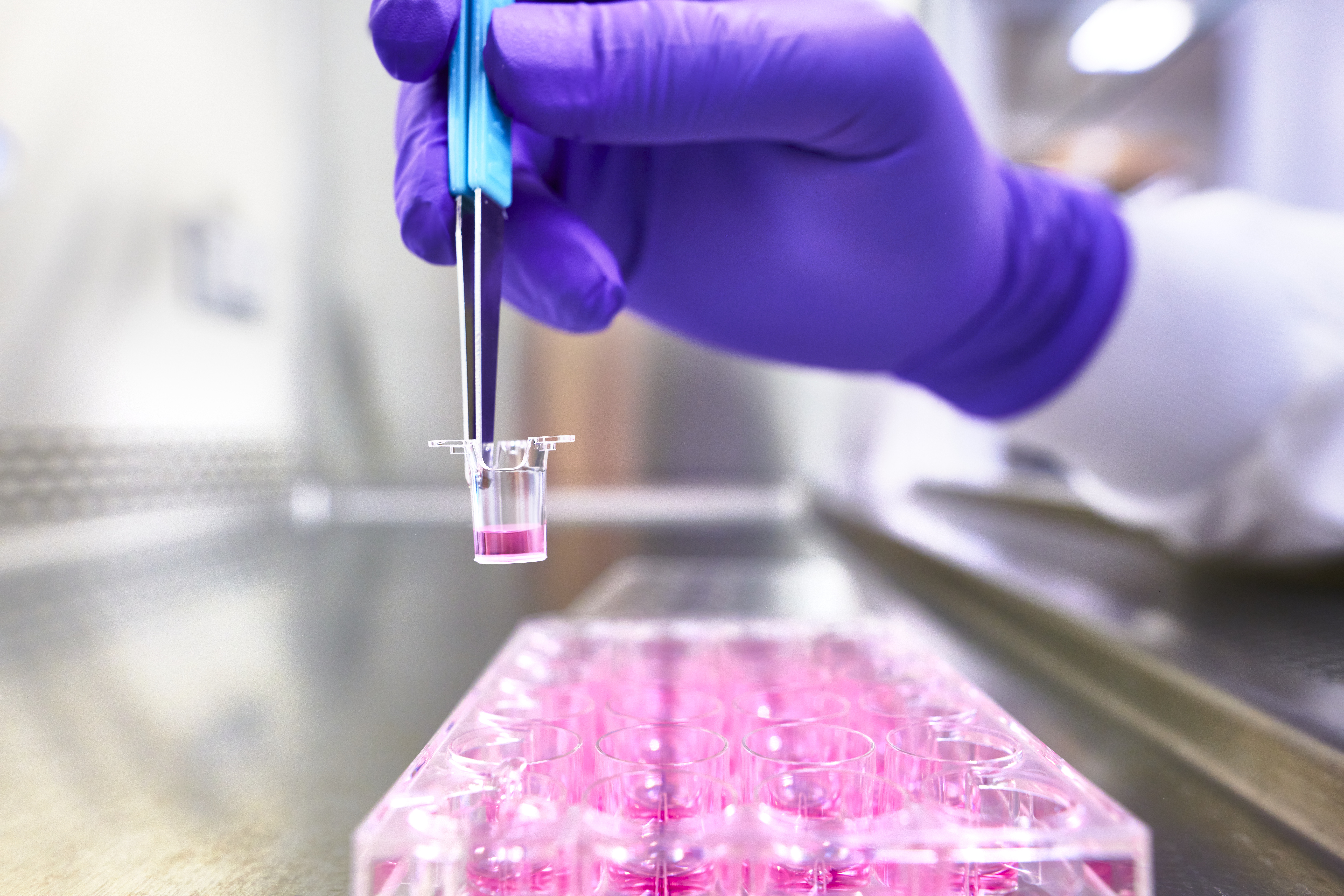 Close-up of a scientist's hand, wearing a purple glove, using tweezers to handle a small transparent container filled with a pink liquid. The container is being placed into a tray that holds several other similar containers, all filled with the same pink liquid. This scene is likely taking place in a controlled laboratory environment, indicating precision and care in scientific research or experimentation, possibly involving cell cultures or chemical analysis.